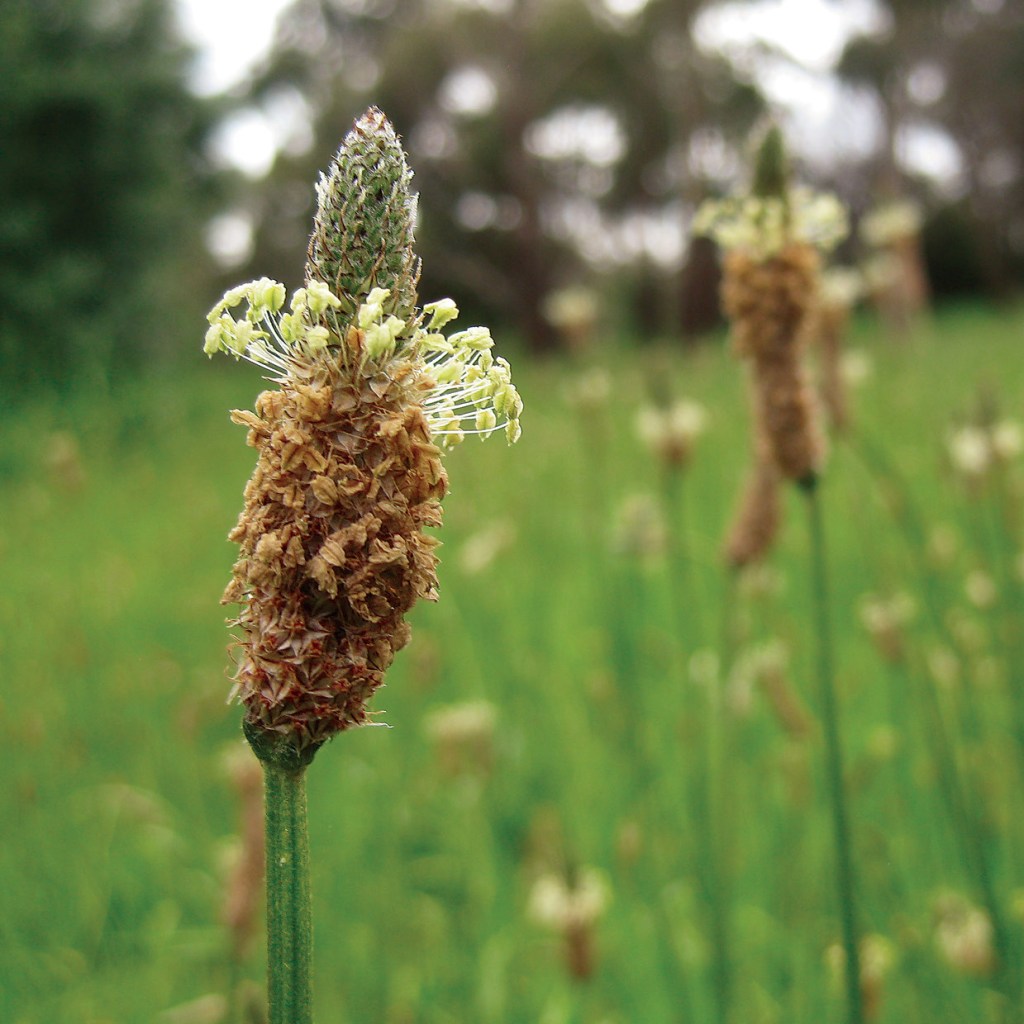 Você já experimentou o “Ozempic&nbsp;natural”?