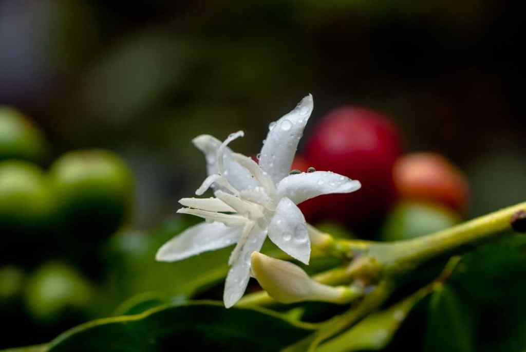 Descubra como o café floresce em&nbsp;perfume